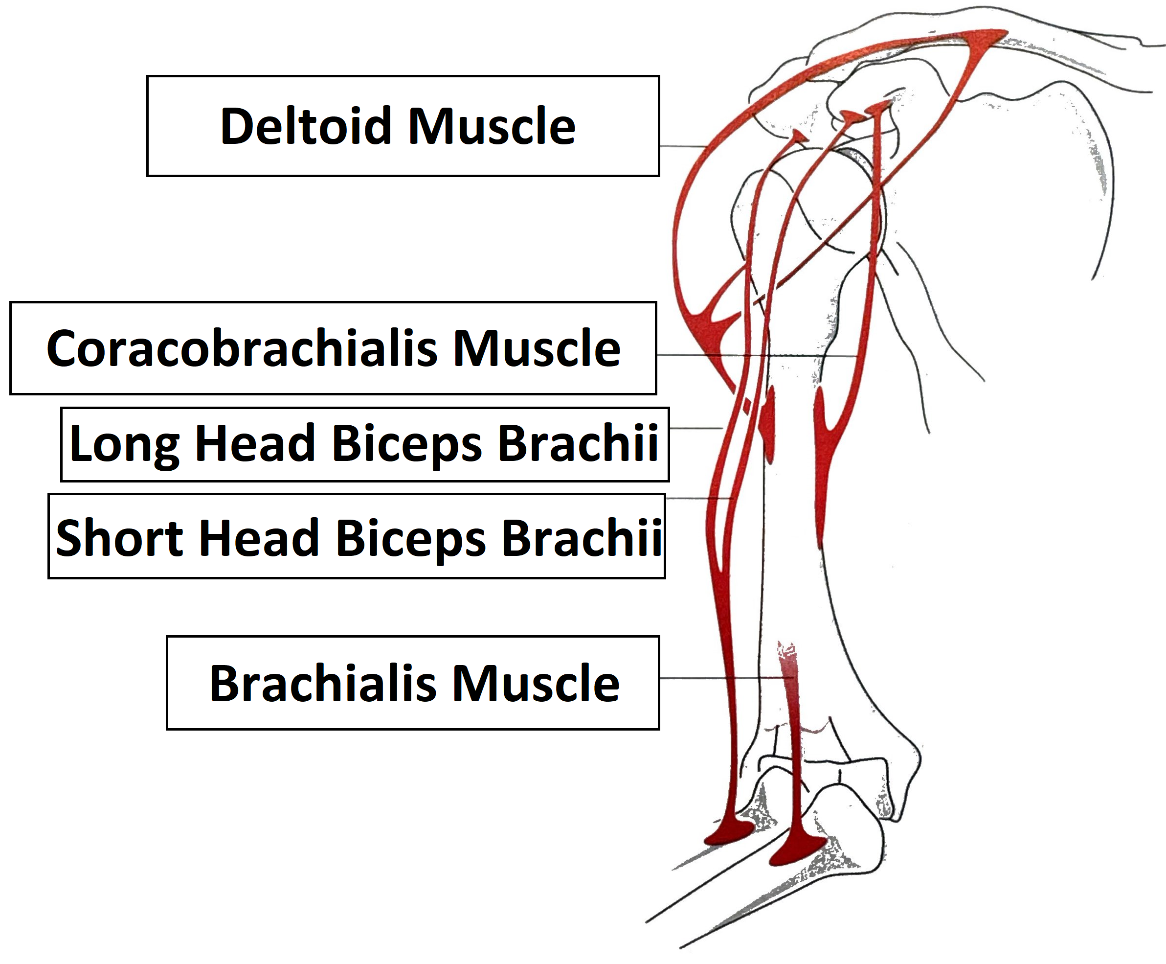 Biceps Brachii Muscle's origin and insertion points
