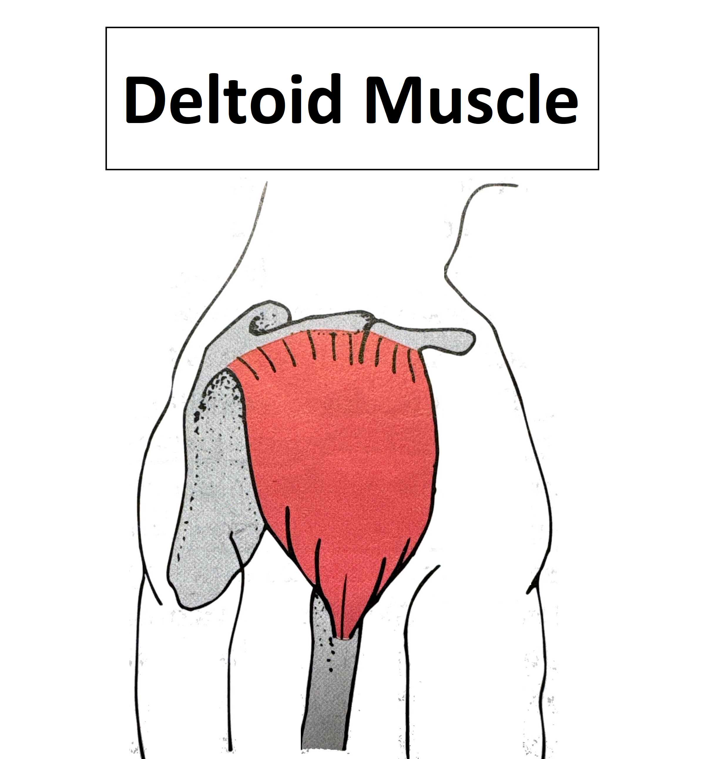 Deltoid Muscle