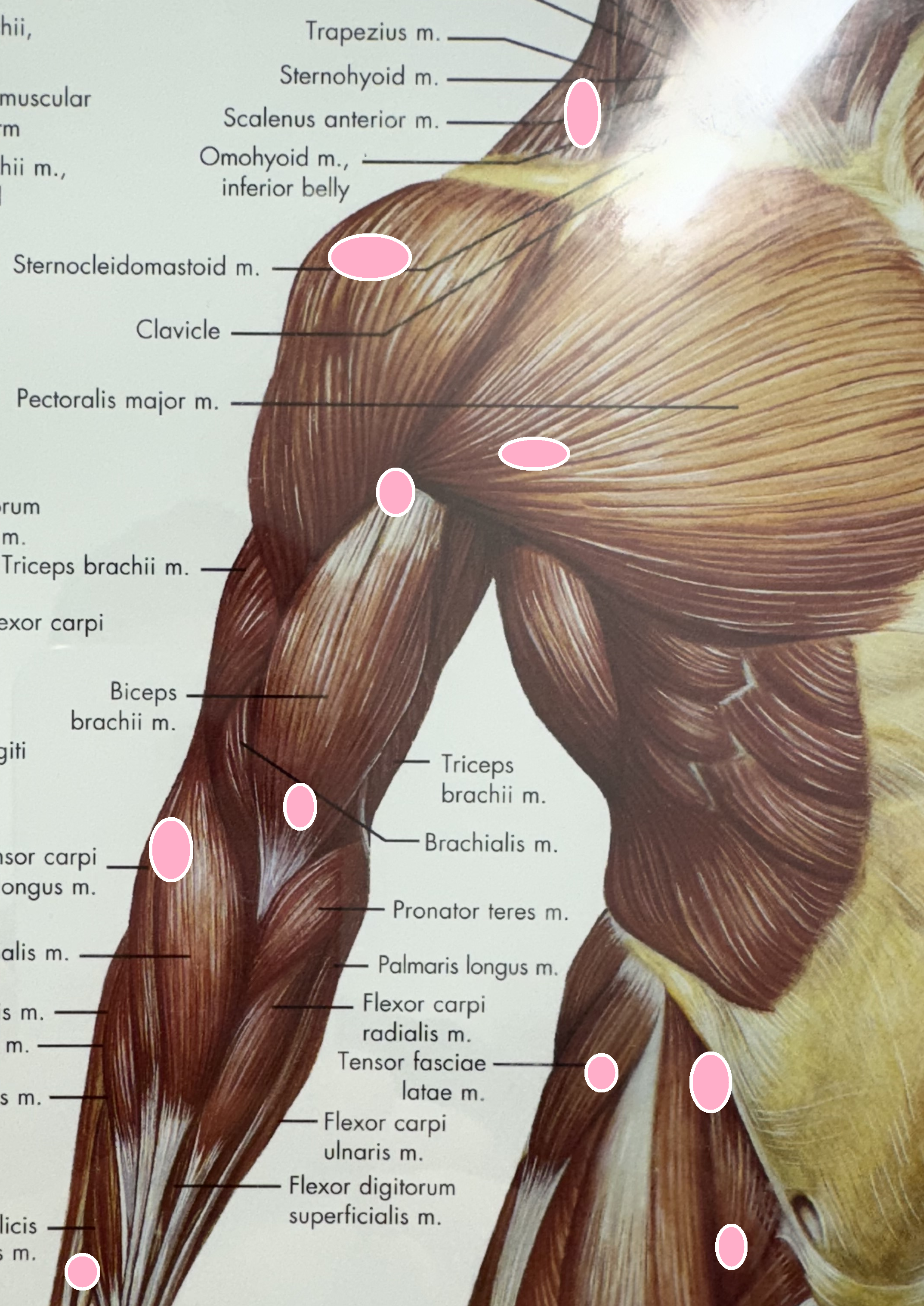 Trigger Point Anatomy