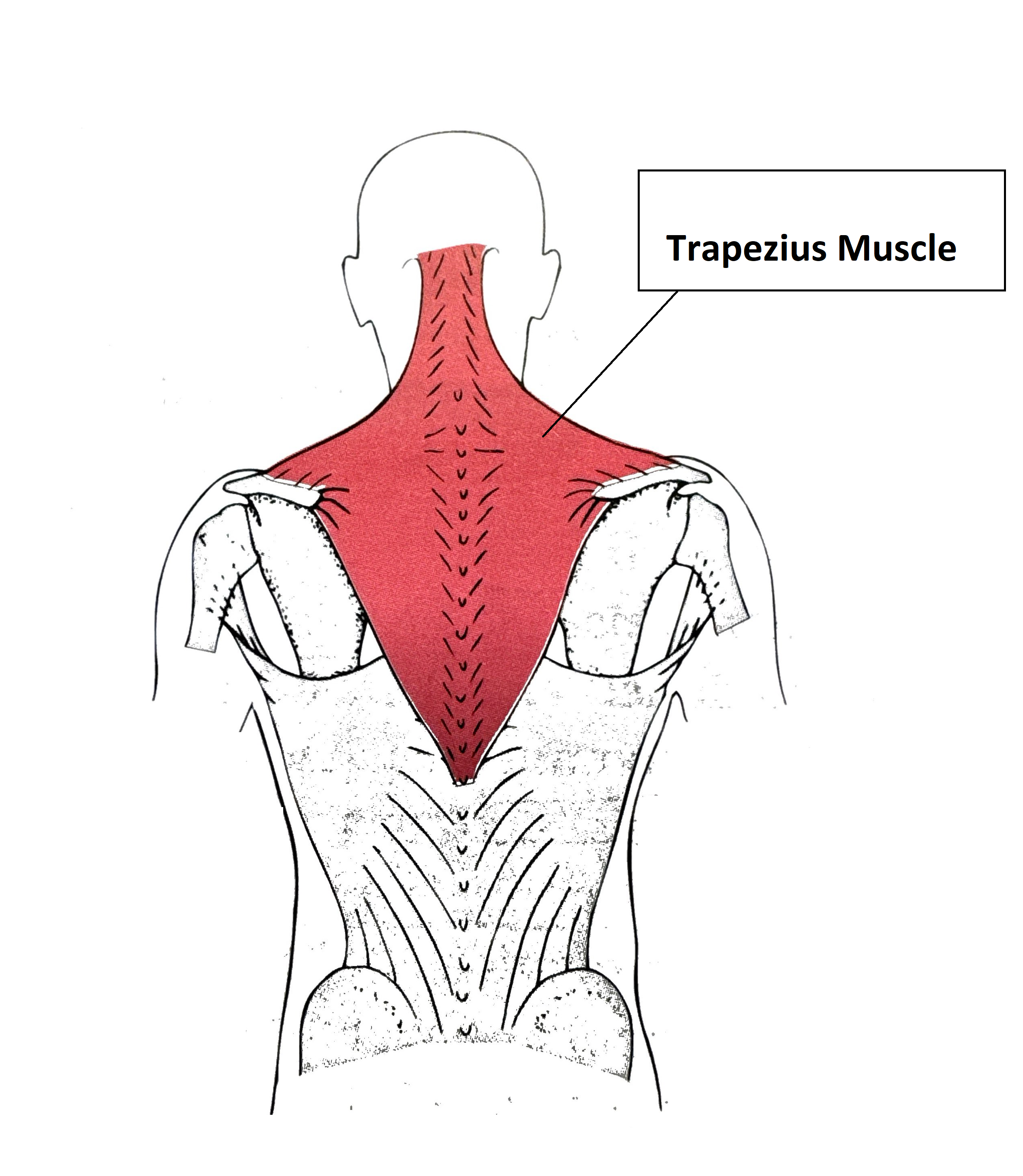 Trapezius Muscle Insertions and Origin