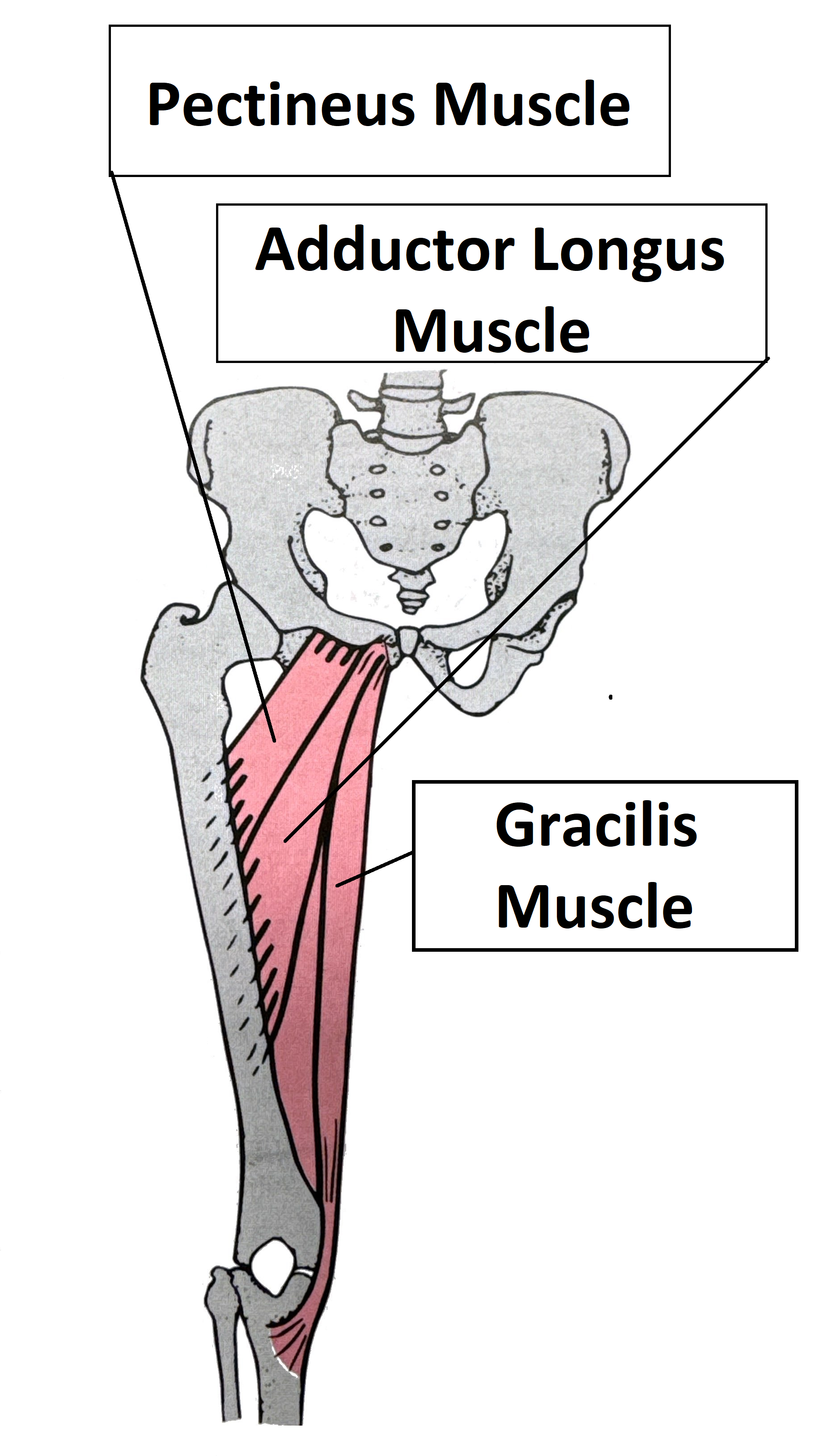 Pectineus, Gracilis, Adductor Longus Muscle